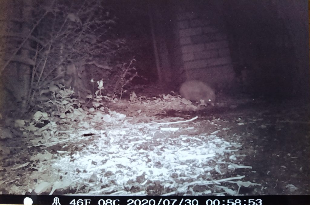 our hedgehog caught on camera
